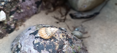 Tritia reticulata