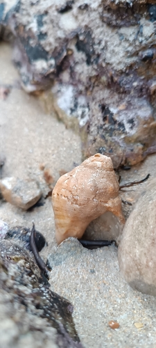Stramonita haemastoma