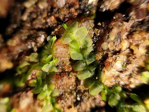 Heteroscyphus zollingeri