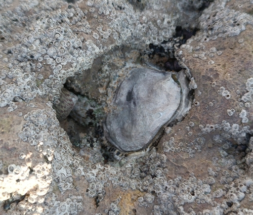 Magallana gigas