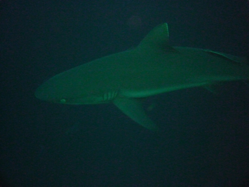Grey reef shark
