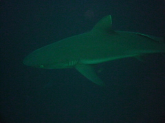 Grey reef shark