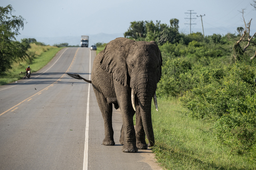 African Savanna Elephant