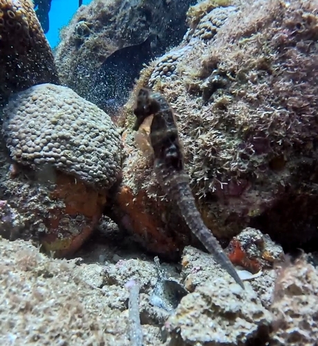 Hippocampus reidi