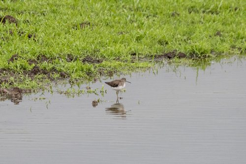 Solitary Sandpiper