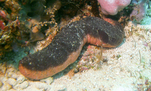 Holothuria edulis Lesson, 1830