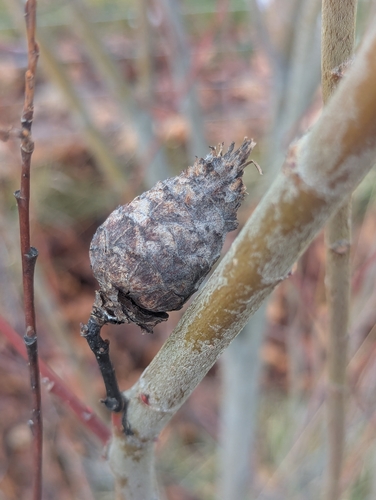 Unknown species found near Lolo, MT, USA