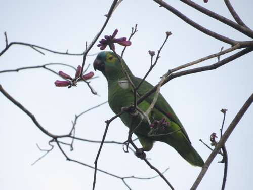 Turquoise-fronted Amazon