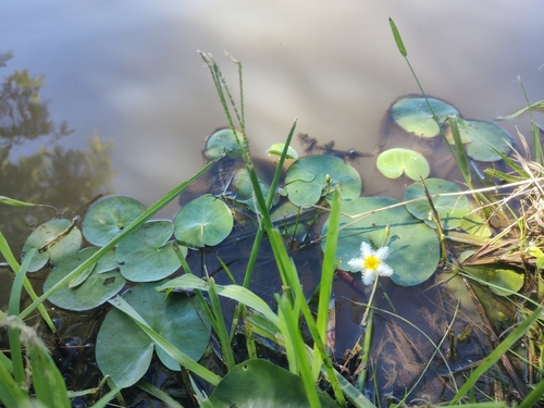 Floatingheart