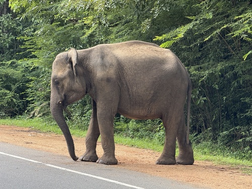 Sri Lankan Elephant