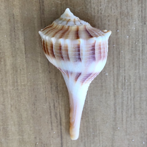 Perverse Lightning Whelk
