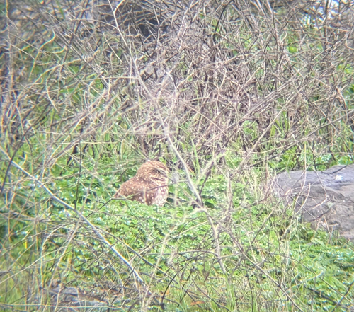 View observation of {o.common_name} on iNaturalist