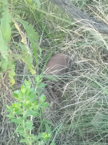 Southern Seven-banded Armadillo