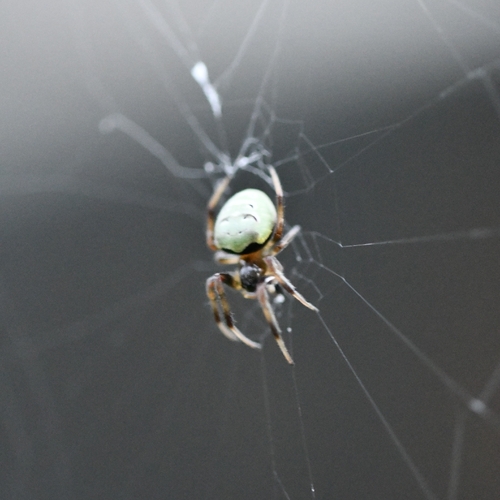 Green-pea Spider