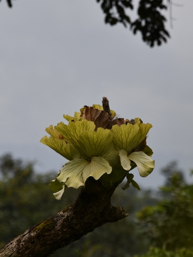Angola staghorn fern