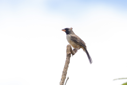 Black-throated Saltator