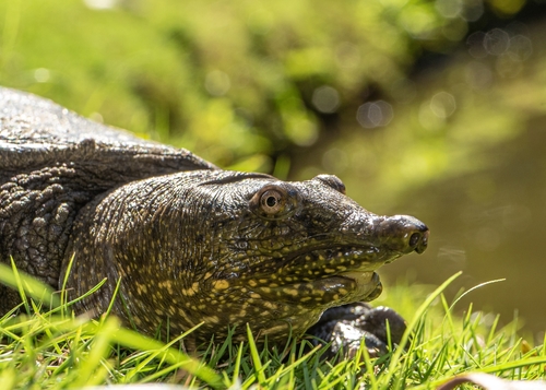 Amur Softshell Turtle