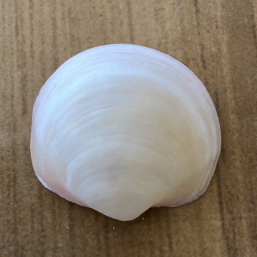 Buttercup Lucine