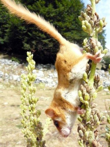Hazel Dormouse