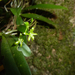 Lemurella culicifera - Photo (c) majoet, kaikki oikeudet pidätetään, uploaded by majoet