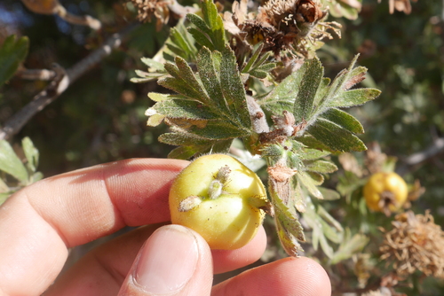 Crataegus tanacetifolia