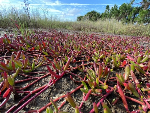 sea purslane