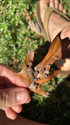 Unknown species found near Kinross Ave, Silver Spring, MD, US