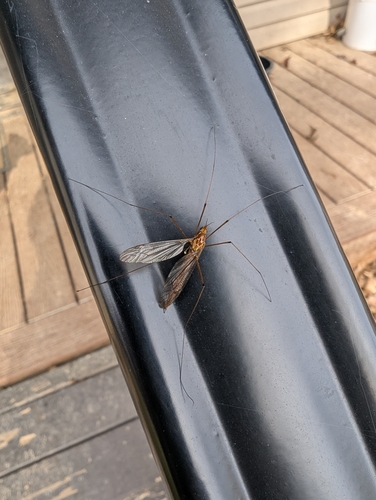 Unknown species found near South Church St & East Matthews Ave, Jonesboro, AR 72401, USA