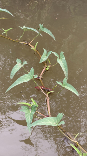Water Morning Glory