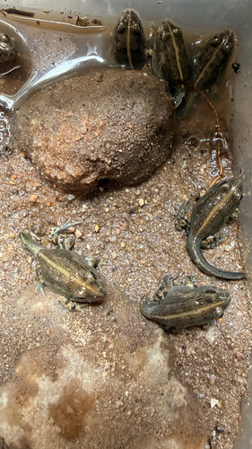 Edible bullfrog