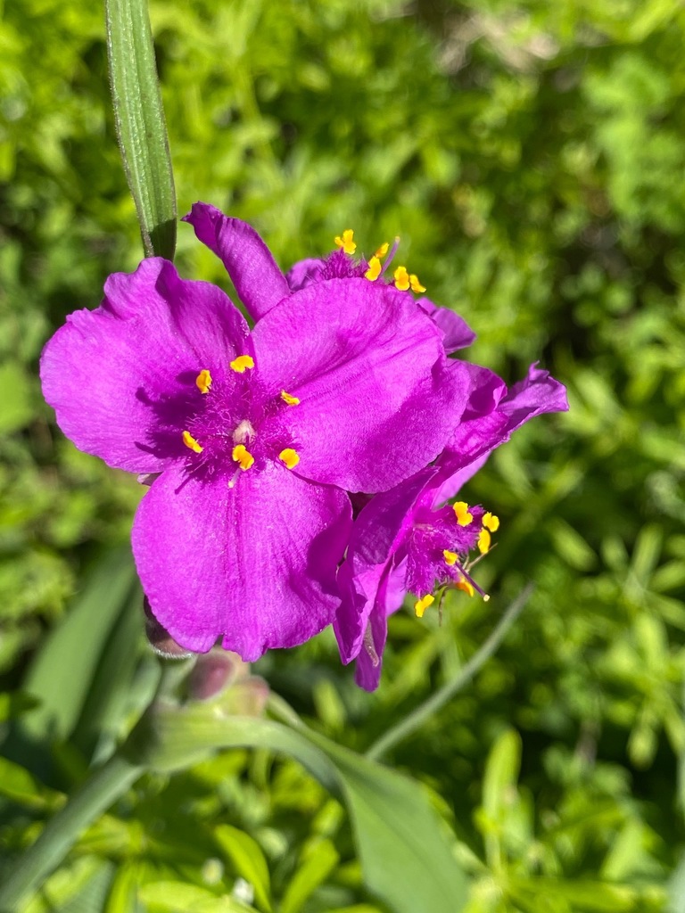 giant spiderwort (Tradescantia gigantea) · iNaturalist