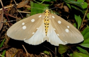 White Cedar Moth (Erebidae Moths of SW Australia) · iNaturalist