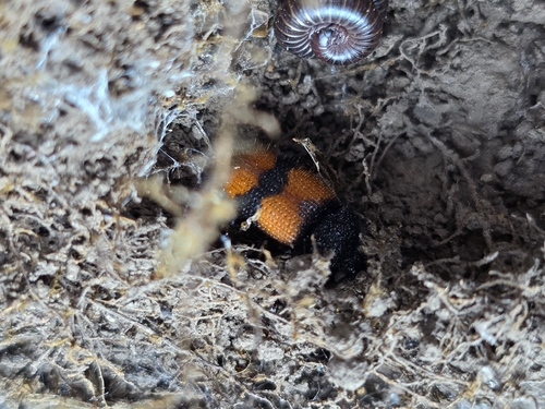 Panagaeus sallei