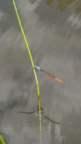 Neoneura sylvatica