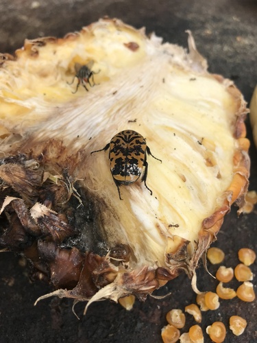 Gymnetis marmorea