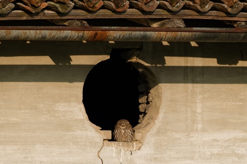 View observation of {o.common_name} on iNaturalist