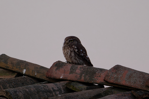 View observation of {o.common_name} on iNaturalist