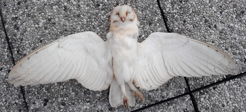 View observation of {o.common_name} on iNaturalist