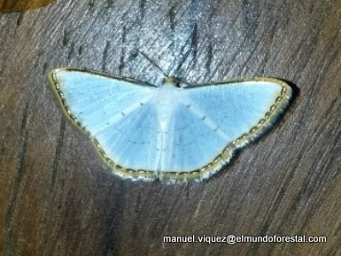 Leuciris beneciliata