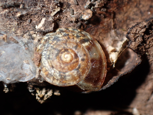 Helicigona lapicida