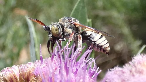 Doeringiella gigas
