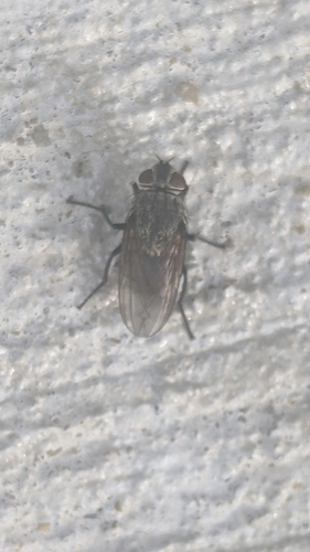 Unknown species found near Erie County, US-OH, US
