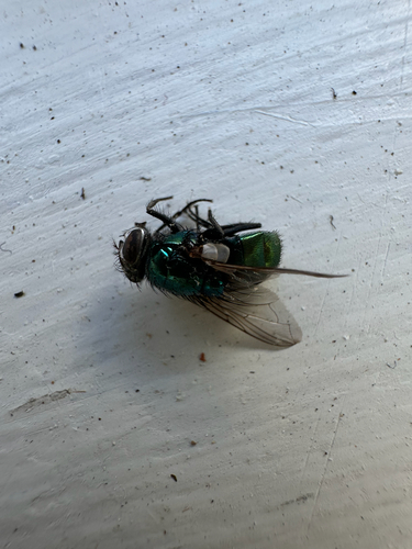 Unknown species found near Washington St, Canton, MA, US