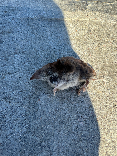 North American Least Shrew observed by russell5280