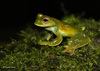 Palmer's Treefrog - Photo (c) Tracie Stice, all rights reserved, uploaded by Tracie Stice