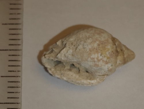 Columbella rustica