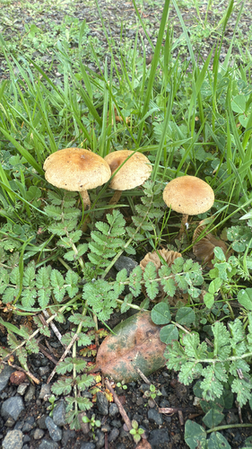 iNaturalist observation photo of Agrocybe