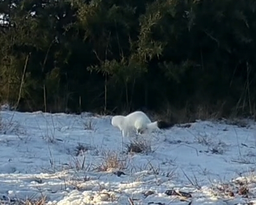 Stoat observed by scozmos