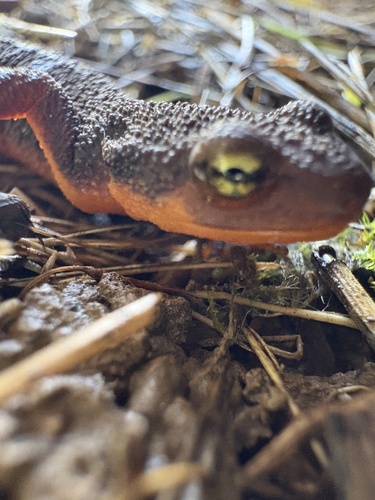 iNaturalist observation photo of California Newt