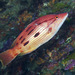Eastern Pigfish - Photo (c) daan_hoffmann, all rights reserved, uploaded by daan_hoffmann